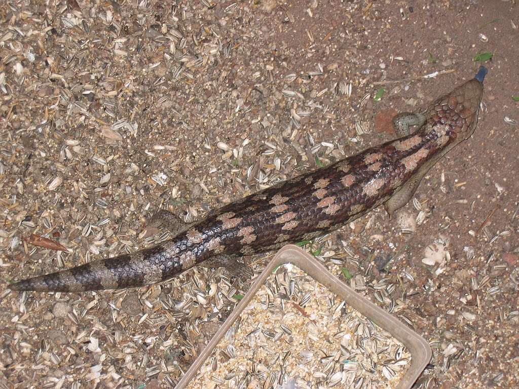 CairnsTC150 Granite Gorge.jpg